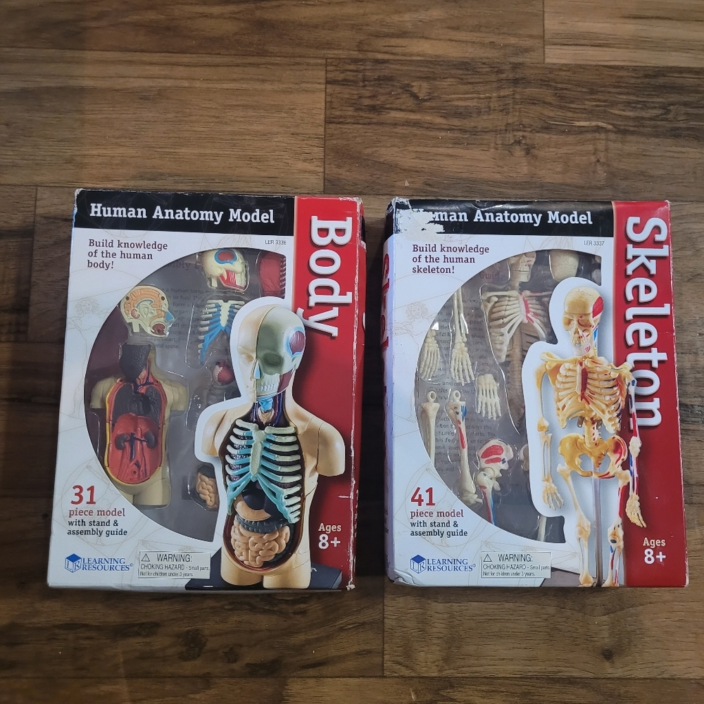 Nwt! 2pc Anatomy Model - Skeleton & Anatomy Model - Human Body